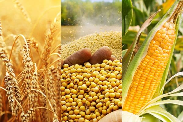 1HALLA Global Agricultural Commodities | Wheat, Rice, Corn & Grains
